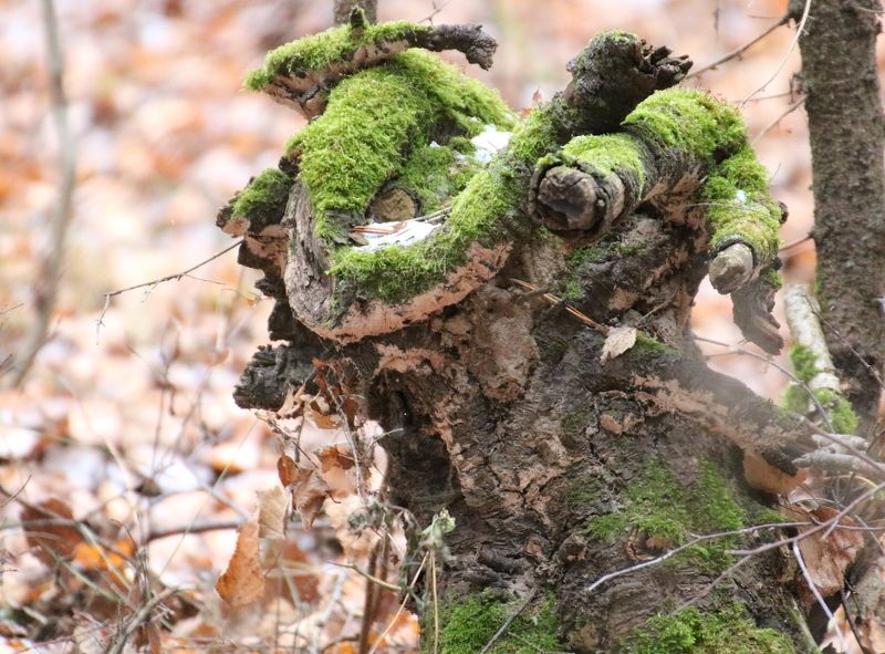 мох, пенек чудо Улыбка природыphoto preview