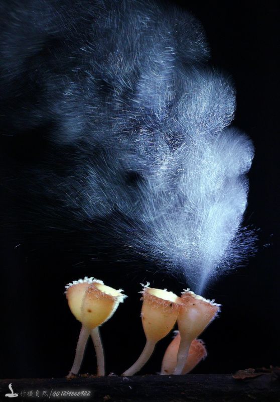 菌 大孢毛杯菌photo preview