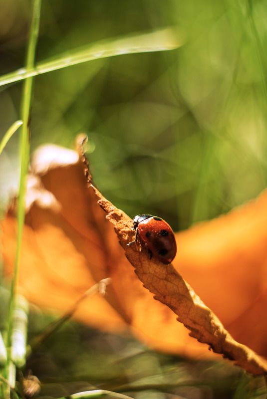 Все рады солнцуphoto preview