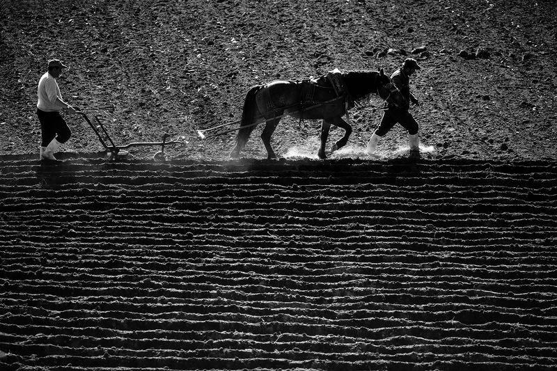 лошадь, вспашка Еpicphoto preview