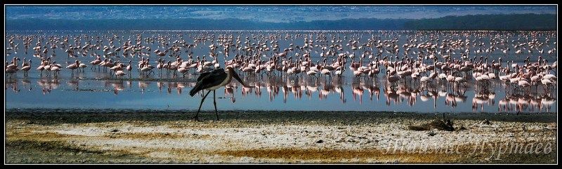 саваны ПЕРНАТЫЙ МИР  АФРИКАНСКОЙ САВАННЫphoto preview