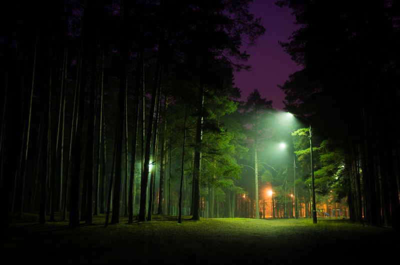 фото, природа, лес, дубна, россия Туманная тишинаphoto preview