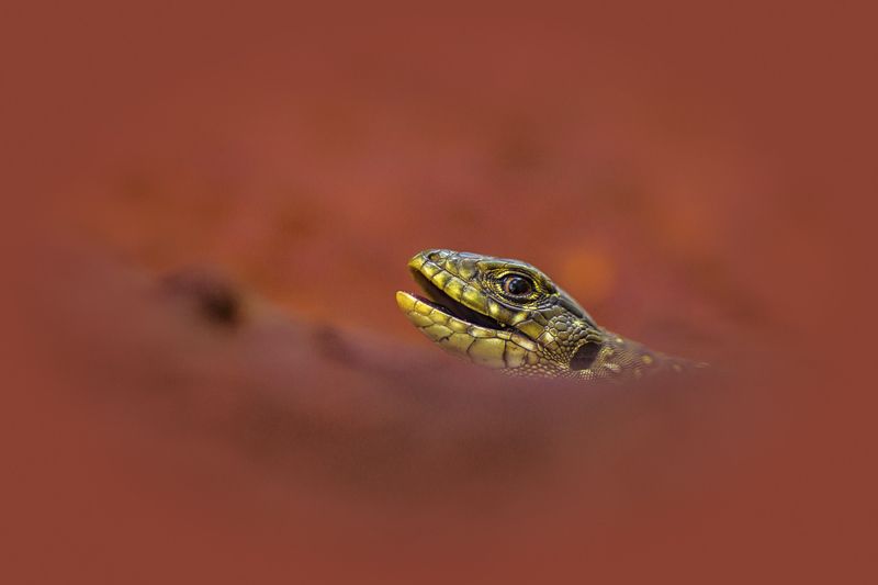 Espartano de Plasenciaphoto preview