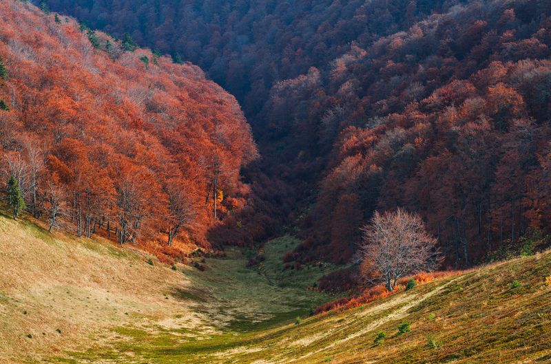 карпаты, боржавский хребет Осень в Карпатахphoto preview