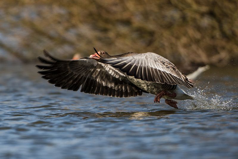 Anser anserphoto preview