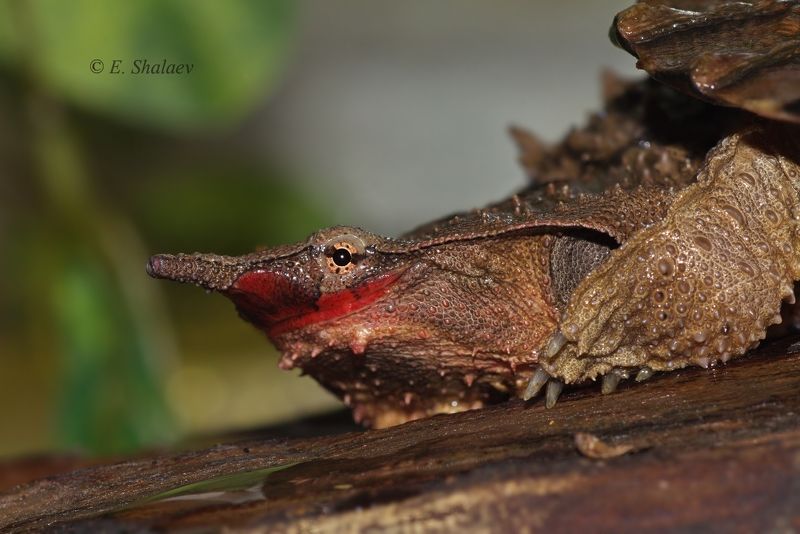 мата-мата,бахромчатая черепаха,черепаха,chelus fimbriatu, reptilia,рептилия, turtle Смайл !photo preview
