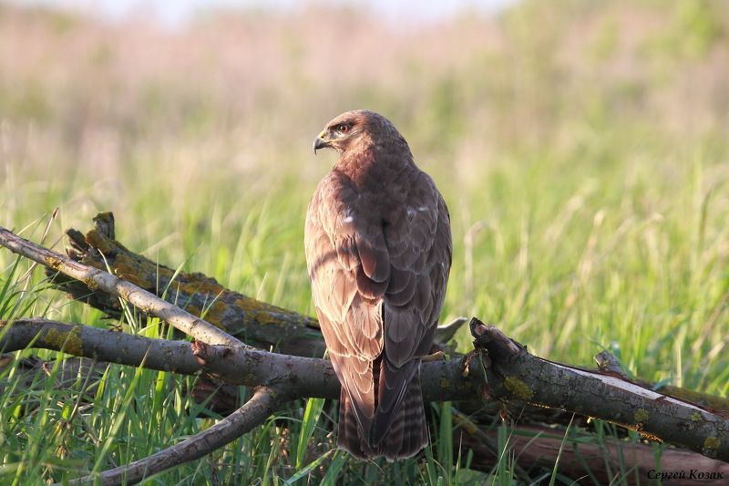 Низко сижу - далеко гляжу.photo preview