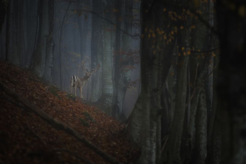 #forest #deer #autumn #landscape #animals #wildlife #wild #mountain #bulgaria Олень в лесу.photo preview