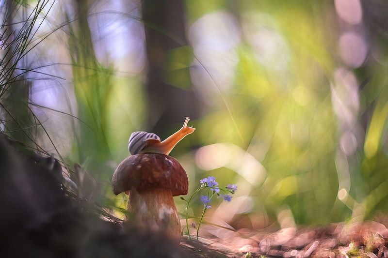 По дороге в сказкуphoto preview