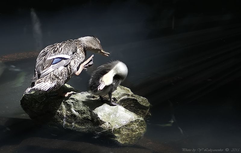 Утренняя гимнастикаphoto preview