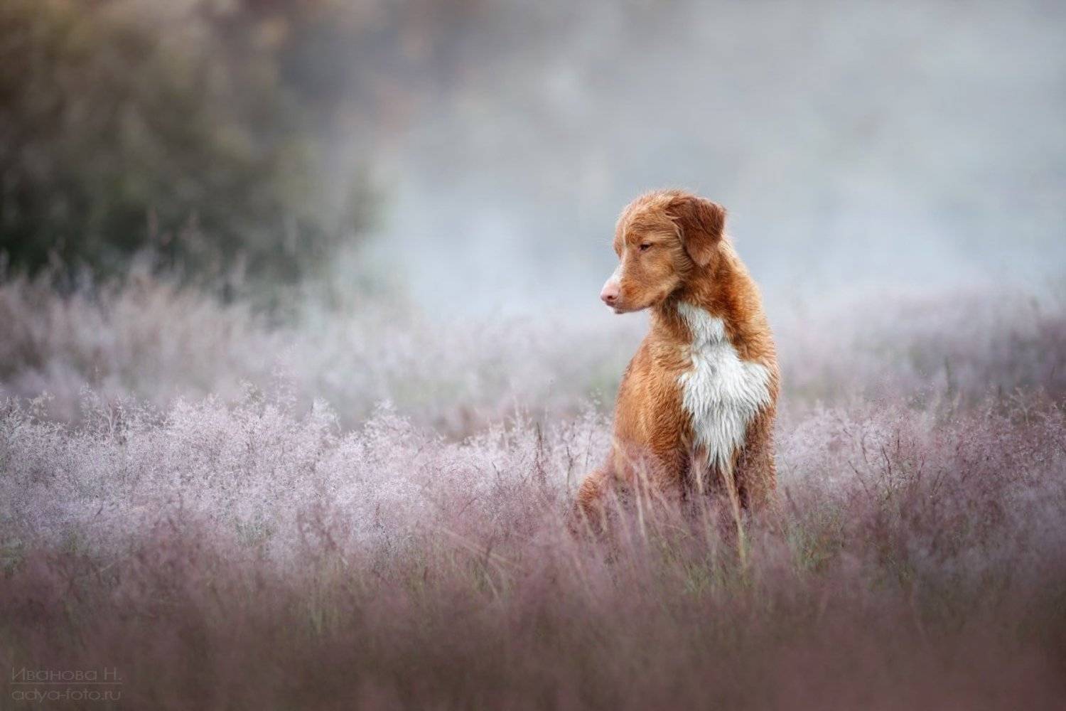 , Надежда Иванова