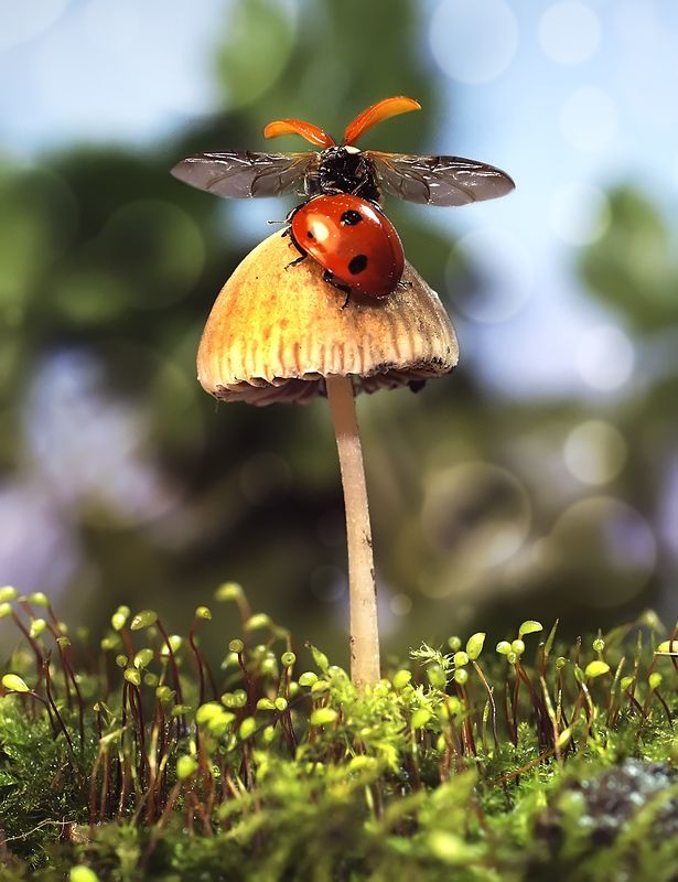 макро,божья коровка, Друг – это тот, кто подставит плечоphoto preview