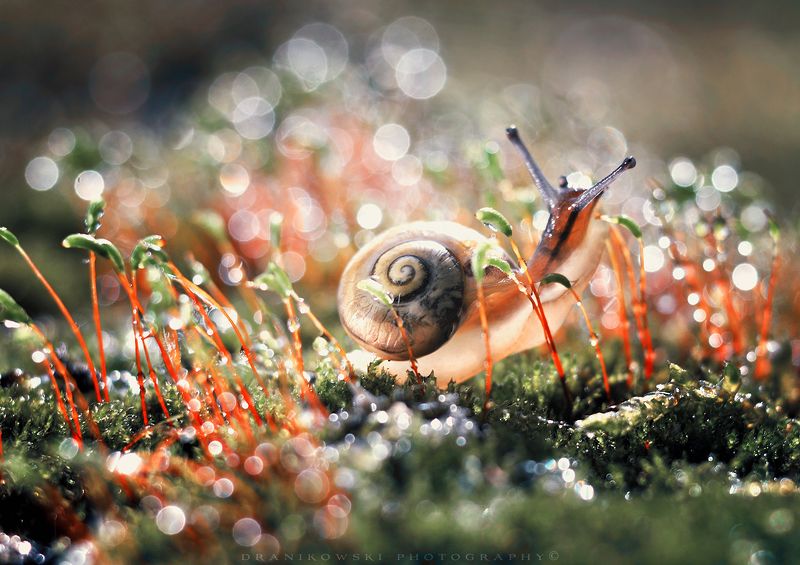 улитка slimak snail bokeh trioplan grass rain magic macro mog улиткаphoto preview