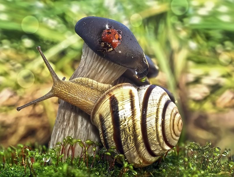 макро,божья коровка,капли,улитка,гриб Улитка,улитка пусти меня под грибок!photo preview