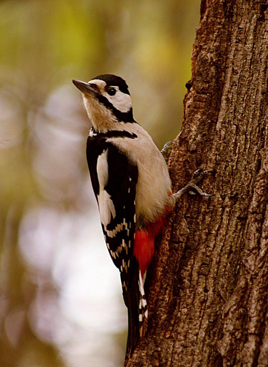 дятел, Bubblegum
