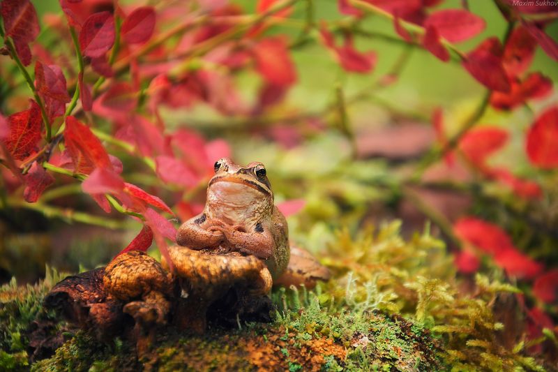 лягушка, осень, осенние краски, лес, трава, мох Задумчивая осеньphoto preview