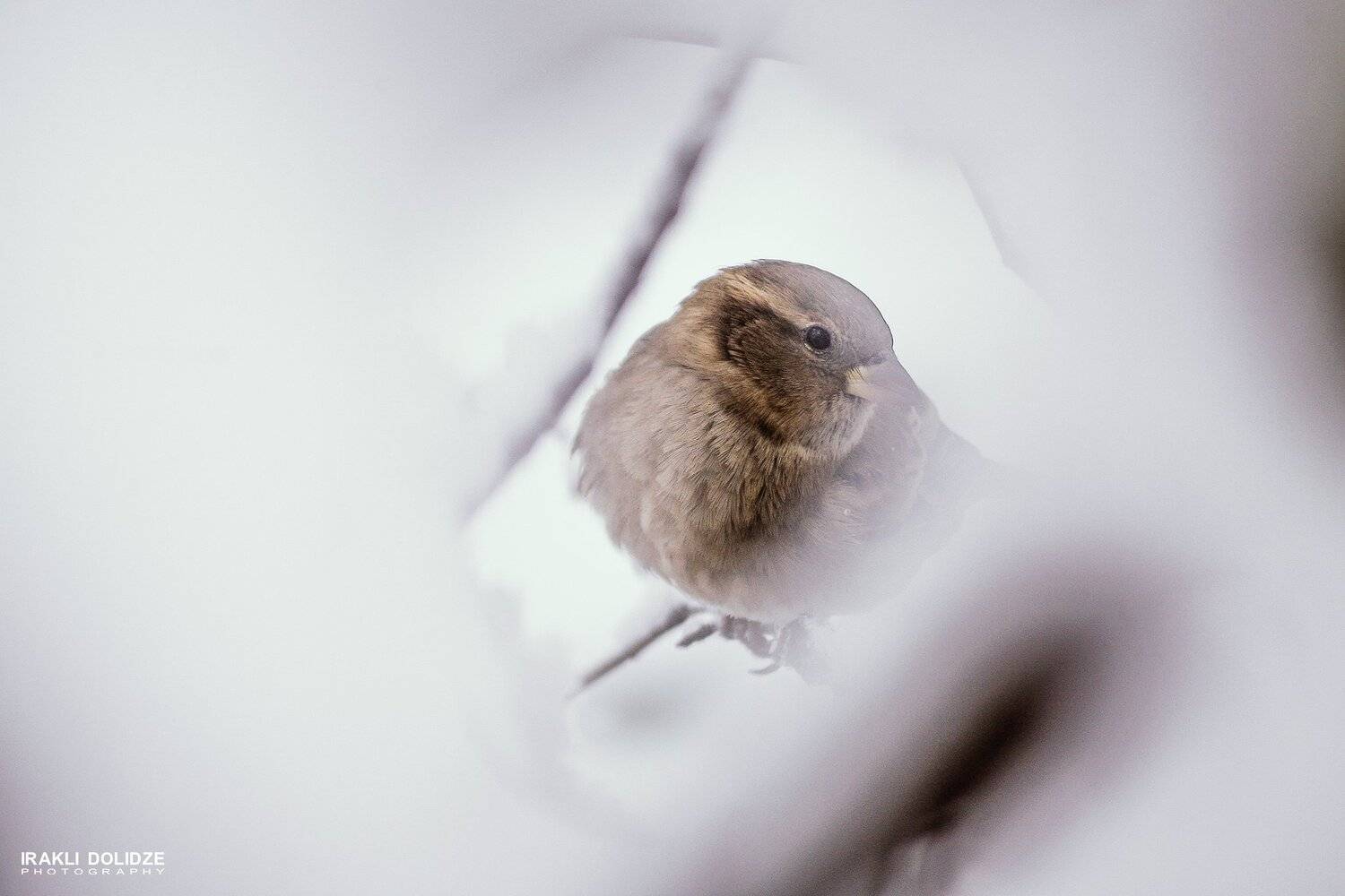 Winter is coming.... Автор: ირაკლი დოლიძე bird. nature, birdlovers, sparrow, winter, care on,, ირაკლი დოლიძე