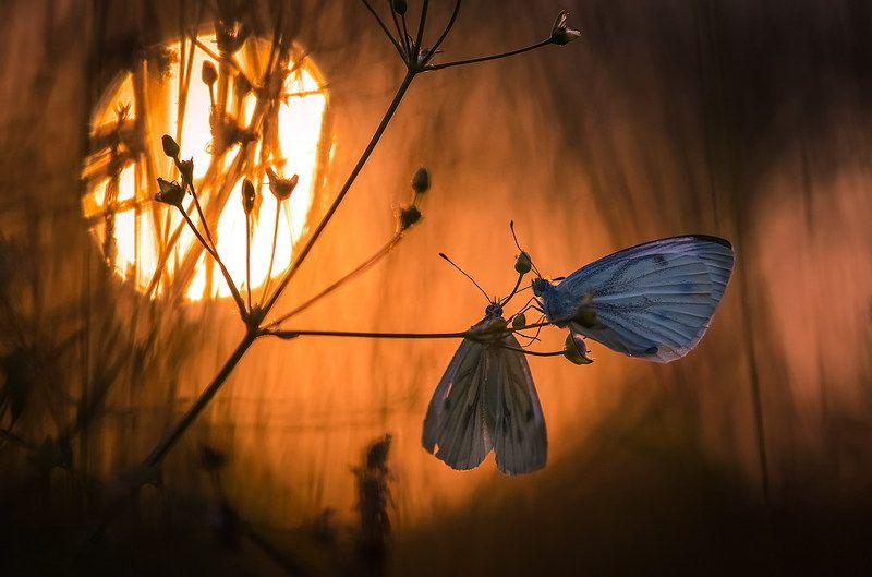 Ты меня на рассвете разбудишьphoto preview