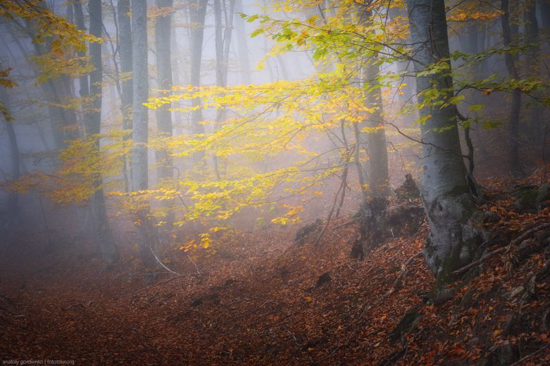 Осенняя зарисовкаphoto preview