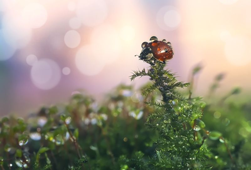 макро,божья коровка,капли Высоко сижу – далеко гляжуphoto preview