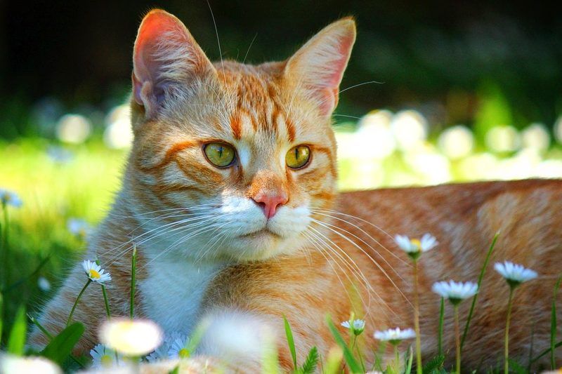 Друг мой Йошка...photo preview