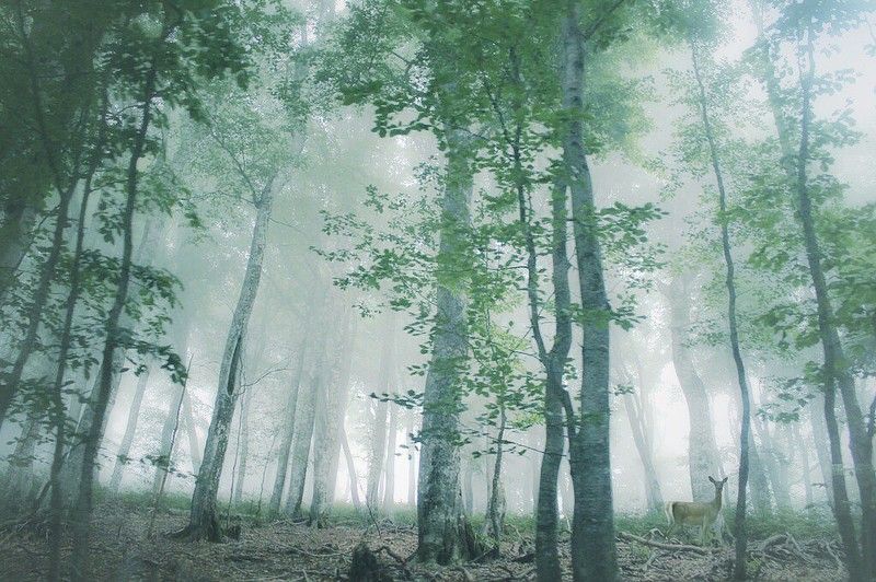 Там чудеса, там.......photo preview