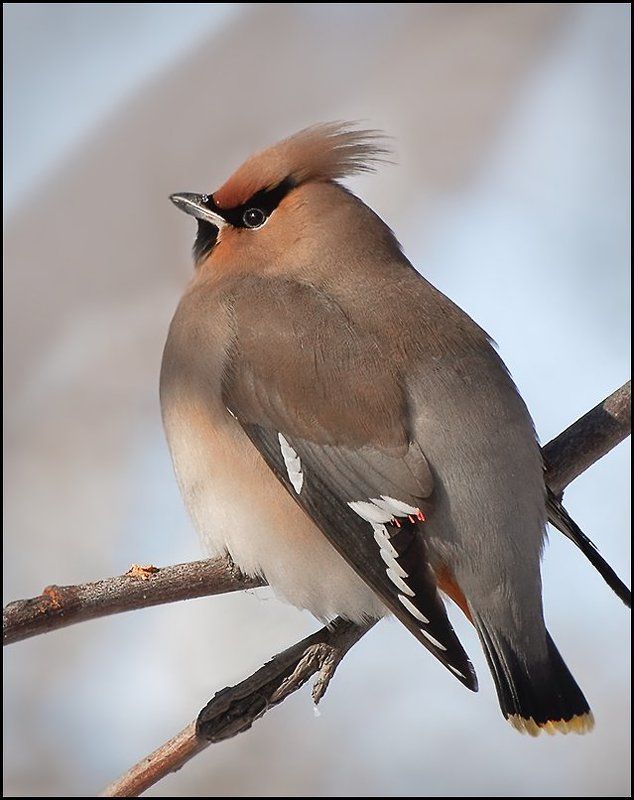 птицы,свиристель,фотоохота Свиристелиphoto preview
