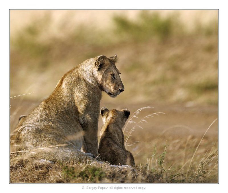 фарика, кения, львы, отношения животных Релакс!!!!photo preview