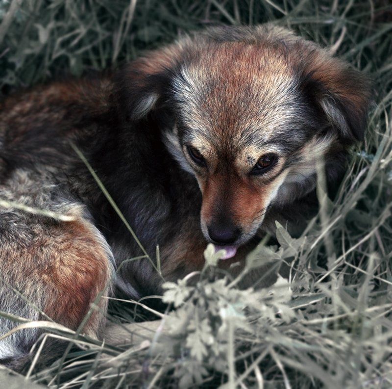 Рыжий.photo preview