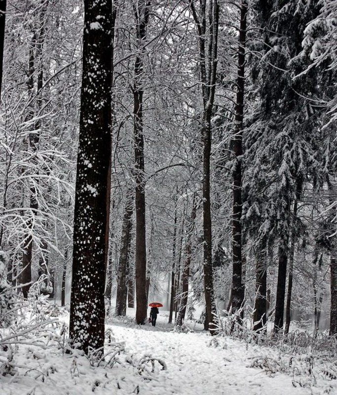 Про одинокий зонтик в зимнем лесу.photo preview