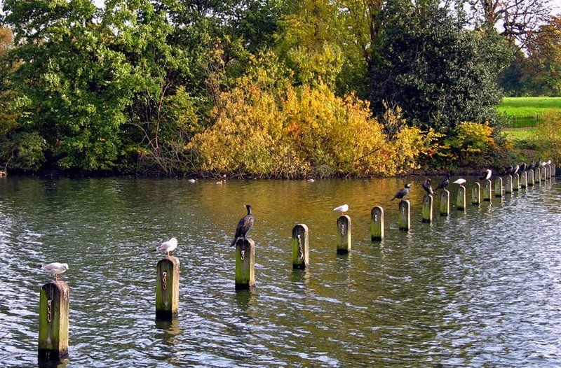 вакантные, места, река, птицы Есть вакантные места фото превью