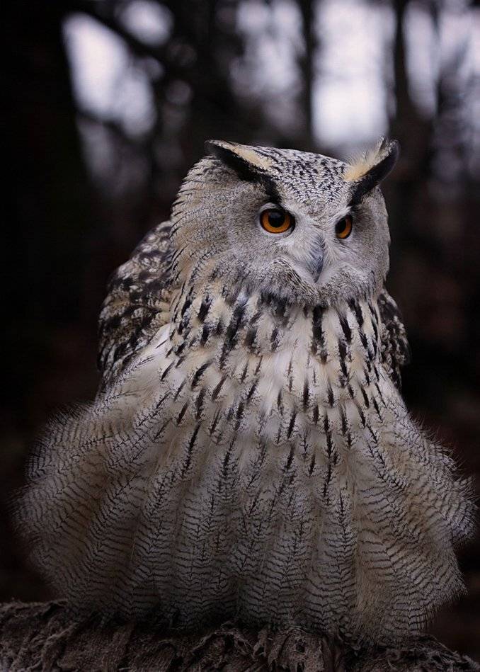....к лесу передом ко мне задом.... Автор: Lilia Tkachenko , Lilia Tkachenko