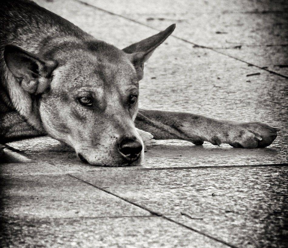 Грусть. Автор: Igor , Igor