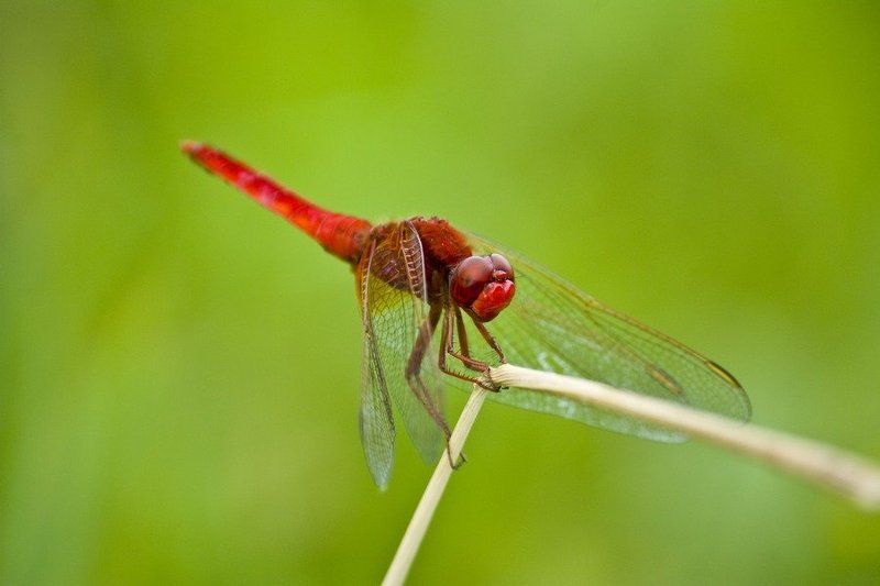 стрекоза, соломинка, лето Тянет - потянет...photo preview