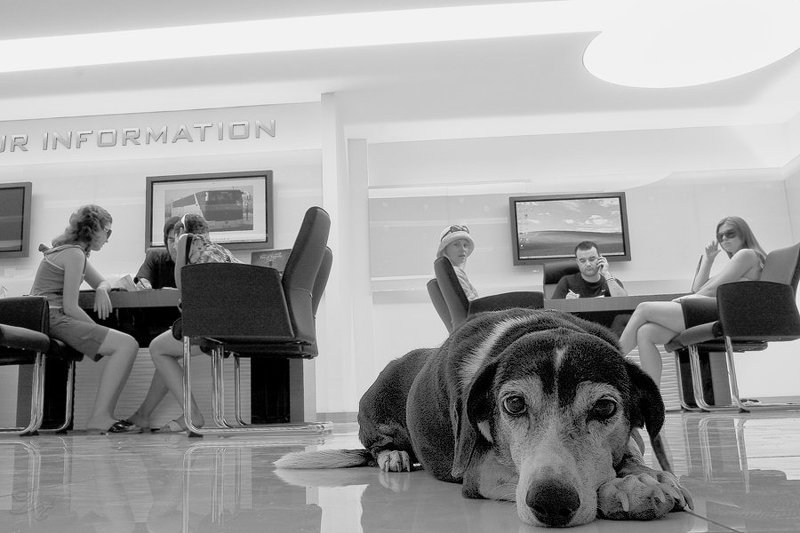 собака, турфирма, кемер, турция Про собаку, которую не брали в путешествиеphoto preview