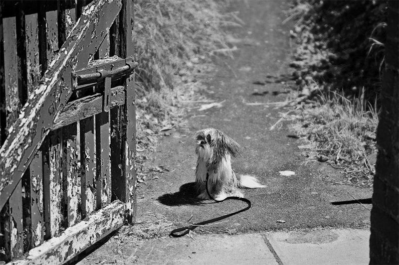 собака, забор, станция, ворота, ирландия Непонятный кто-тоphoto preview