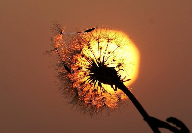 закат, свет, одуванчик, полёт, Собираясь в дальний путь...photo preview