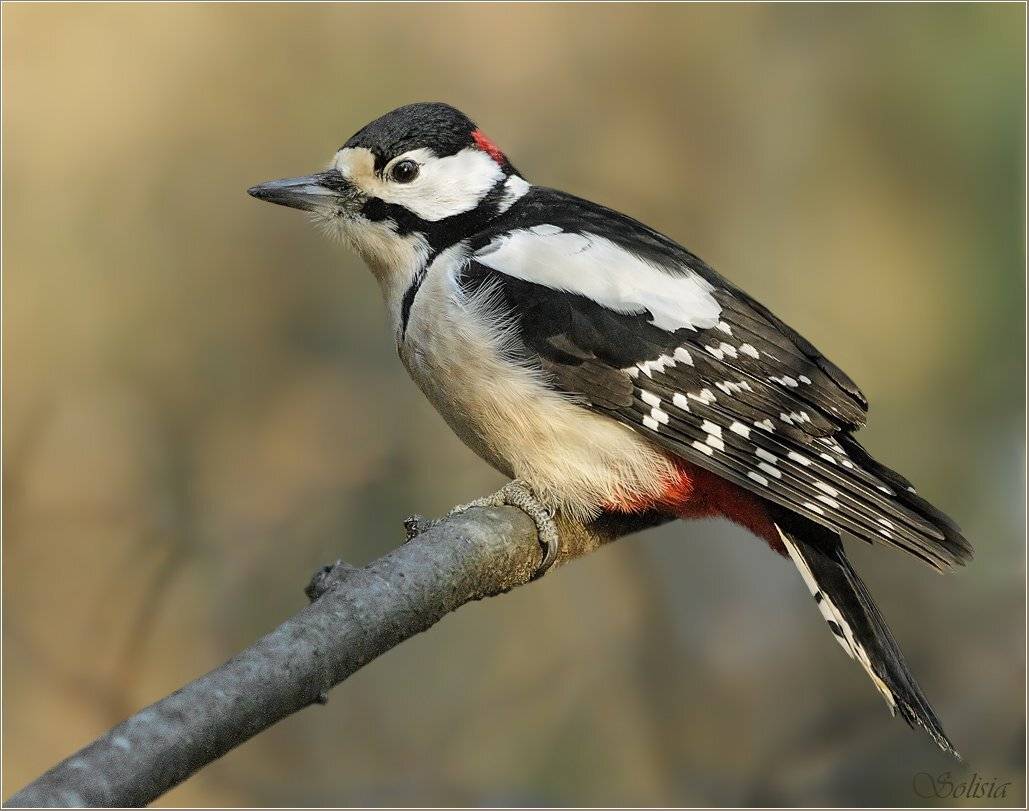 птицы, природа, дятел большой пёстрый, Солисия