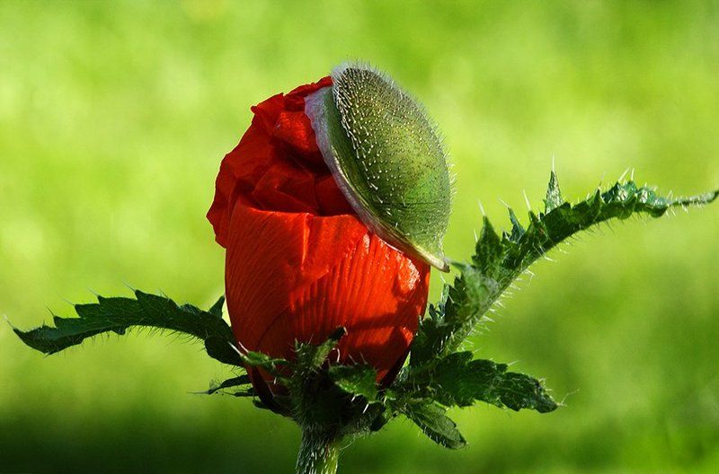 природа, цветы, мак, лето, тепло, Модник в кепочкеphoto preview