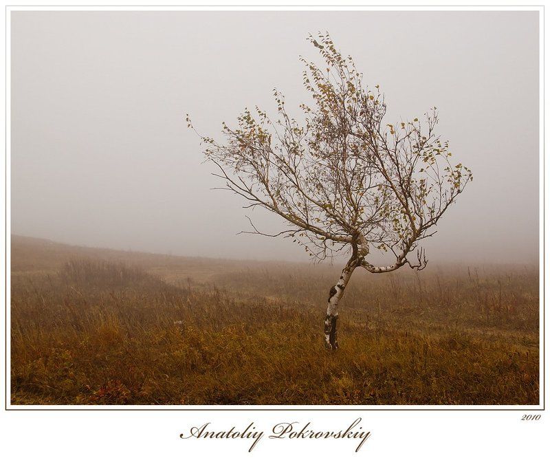 береза, туман, горы, демерджи, анатолий покровский Ветреностьphoto preview
