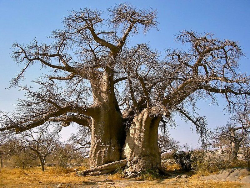 баобаб старожилphoto preview