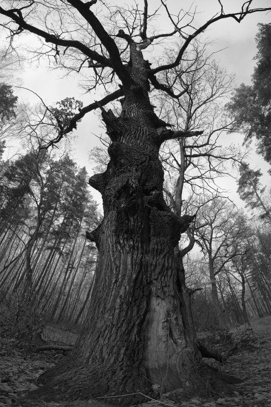 дуб Дубphoto preview