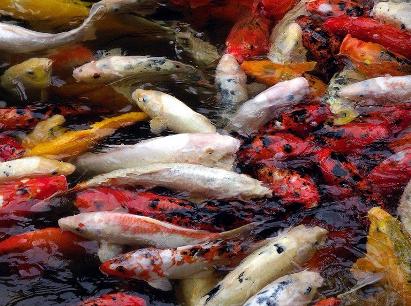 японский, карп, кои Японский карп фото превью