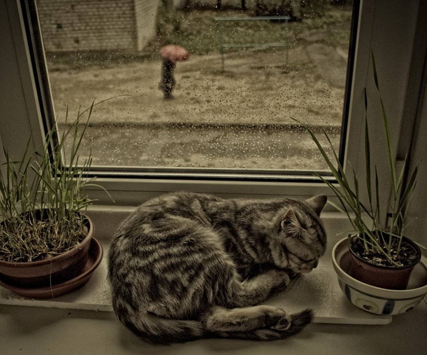 кошка, дождь, зонт, прошлое лето