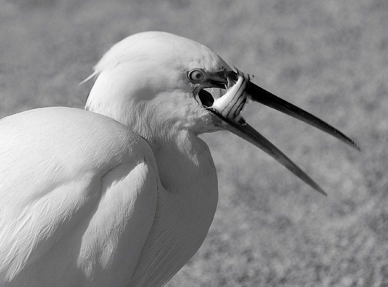 блиц-ланч, малая_белая_цапля ...блиц-ланч...photo preview