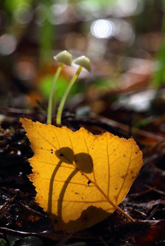 грибы, макропейзаж Лесной киносеансphoto preview