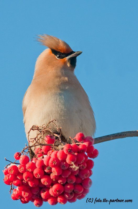 зима, мороз, рябина, свиристель Свиристелиphoto preview