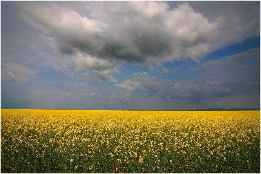 , Kostadin Momchilov