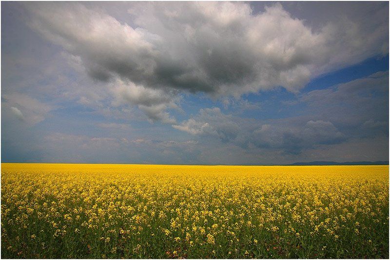 Полеphoto preview