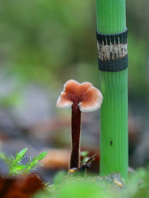 грибы, макропейзаж Малышок в бархатном беретеphoto preview